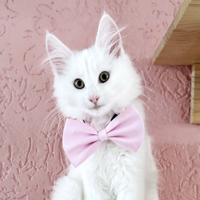 kittens van cattery Isya Fjordkatt